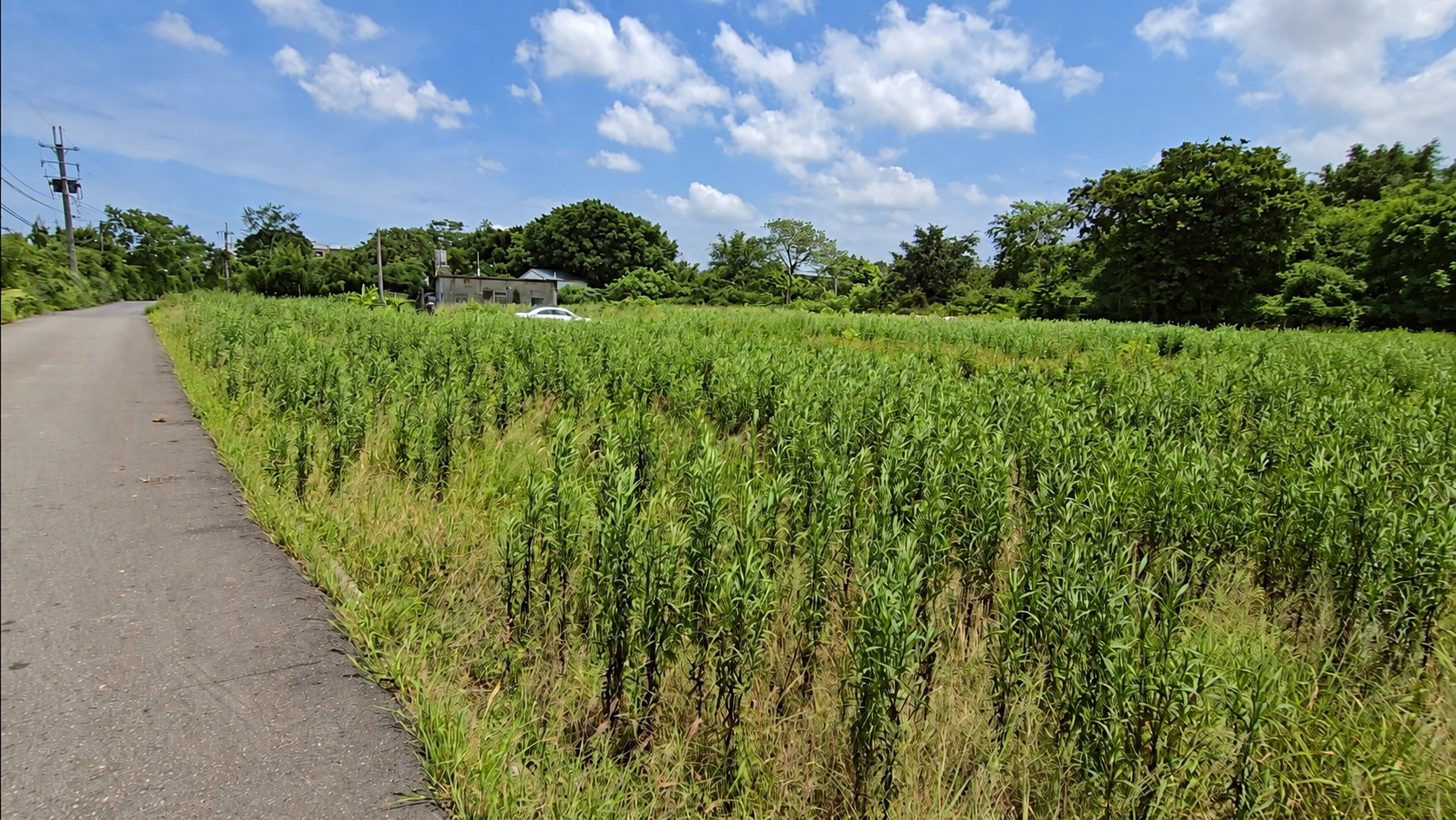 新屋市區旁｜1176坪農建地｜甲建345坪・77米大面寬｜桃園市新屋區｜近東明國小・新屋市區